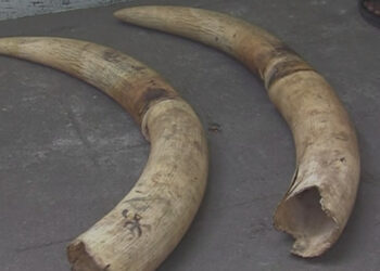 SERNIC detém dois cidadãos na posse de mais de 29 kg de marfim em Cabo Delgado