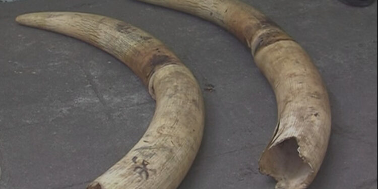 SERNIC detém dois cidadãos na posse de mais de 29 kg de marfim em Cabo Delgado