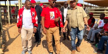 Leilão de gado supera expectativas em Namaacha