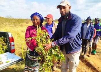 RELANÇAMENTO DA BATATA-DOCE EM MOAMBA: UMA OPORTUNIDADE DE OURO PARA PRODUTORES LOCAIS