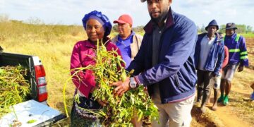 RELANÇAMENTO DA BATATA-DOCE EM MOAMBA: UMA OPORTUNIDADE DE OURO PARA PRODUTORES LOCAIS