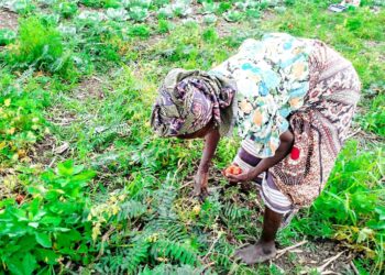 Camponeses satisfeitos com a primeira colheita de hortícolas em Caia