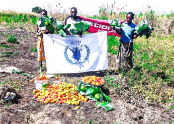 Camponeses de Tanga Tanga deram início às primeiras colheitas