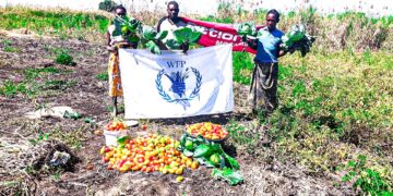 Camponeses de Tanga Tanga deram início às primeiras colheitas