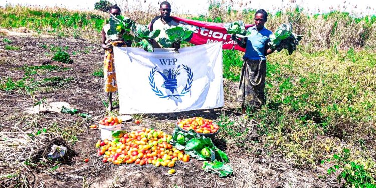Camponeses de Tanga Tanga deram início às primeiras colheitas