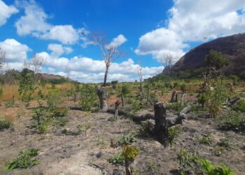  O Dilema da Lenha em Moçambique: Entre Cozinhar e Conservar as Florestas