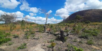  O Dilema da Lenha em Moçambique: Entre Cozinhar e Conservar as Florestas