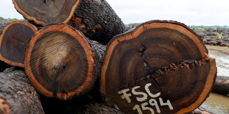 Alerta de banimento: Moçambique poderá sofrer sanções severas por violação de normas de exportação de madeira