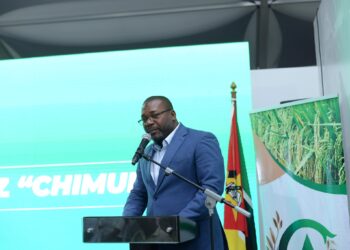 Produção de arroz, entre a retórica oficial e a realidade do campo