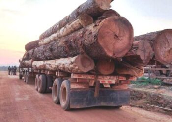 Exploração ilegal ameaça soberania e recursos nacionais em Niassa