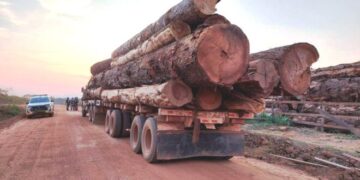 Exploração ilegal ameaça soberania e recursos nacionais em Niassa