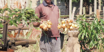 Sr. Rodrigues recupera casa e machamba após decisão do Tribunal de Marracuene