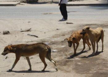 Surto Mortal de Hepatite Canina Atinge a Província de Maputo