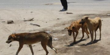 Surto Mortal de Hepatite Canina Atinge a Província de Maputo