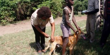 CMM Reforça Acções de Prevenção e Controlo da Raiva