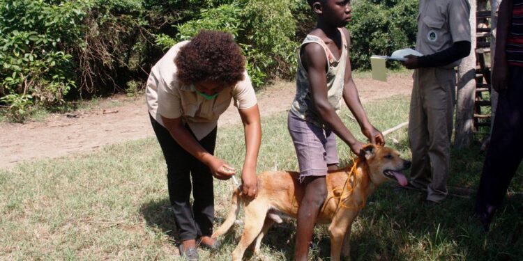CMM Reforça Acções de Prevenção e Controlo da Raiva