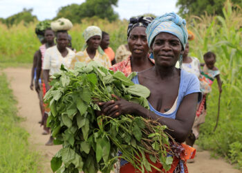 Agricultores de Moamba, Magude e Marracuene apelam a mais disponibilização de sementes melhoradas para aumentar produtividade agrícola