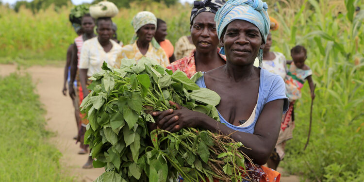 Agricultores de Moamba, Magude e Marracuene apelam a mais disponibilização de sementes melhoradas para aumentar produtividade agrícola