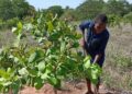 Moçambique aposta na industrialização do caju para impulsionar emprego e inovação