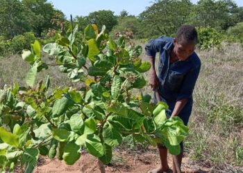 Moçambique aposta na industrialização do caju para impulsionar emprego e inovação