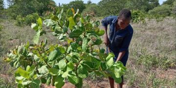 Moçambique aposta na industrialização do caju para impulsionar emprego e inovação