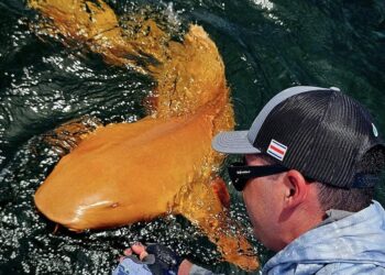 ubarão-laranja com olhos brancos surpreende pesquisadores na Costa Rica