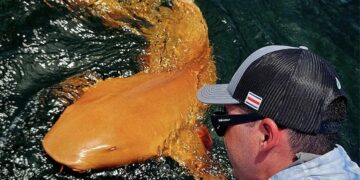 ubarão-laranja com olhos brancos surpreende pesquisadores na Costa Rica