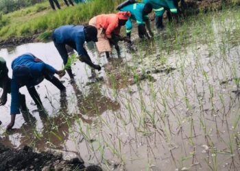 Jovens do Instituto Agrário de Boane impulsionam pesquisa sobre arroz adaptado às mudanças climáticas