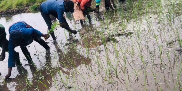 Jovens do Instituto Agrário de Boane impulsionam pesquisa sobre arroz adaptado às mudanças climáticas