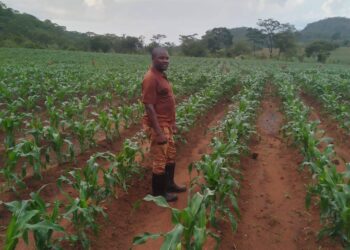 Chuvas estáveis dinamizam arranque da campanha agrária em Macanga