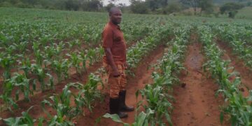 Chuvas estáveis dinamizam arranque da campanha agrária em Macanga