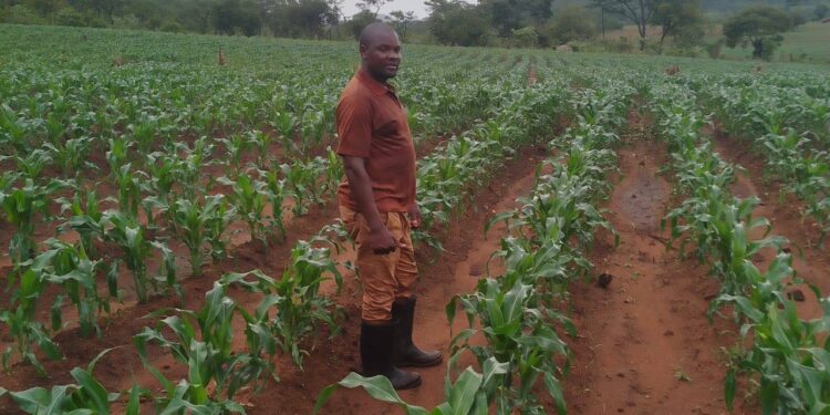 Chuvas estáveis dinamizam arranque da campanha agrária em Macanga