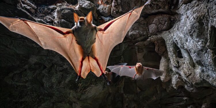 Gorongosa regista pico de actividade biológica com nascimento de espécies ameaçadas