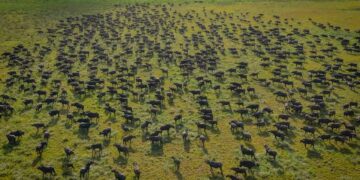 Reserva Nacional de Marromeu alberga mais de 50 mil búfalos