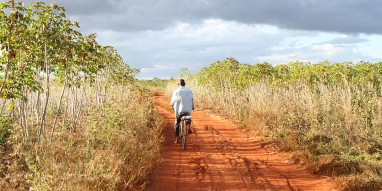 Terras ociosas na província de Maputo poderão reverter a favor do Estado