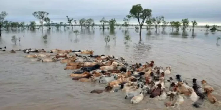 Cheias provocam morte de cerca de mil cabeças de gado na província de Maputo
