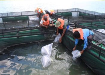 Produção aquícola em Cahora Bassa reforçada com novo investimento governamental