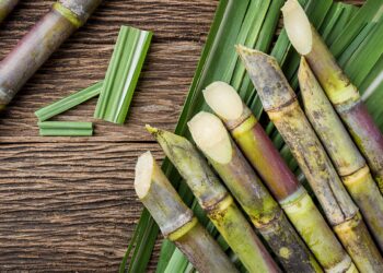  Distrito de Marromeu aposta na cana-de-açúcar para impulsionar emprego e desenvolvimento local