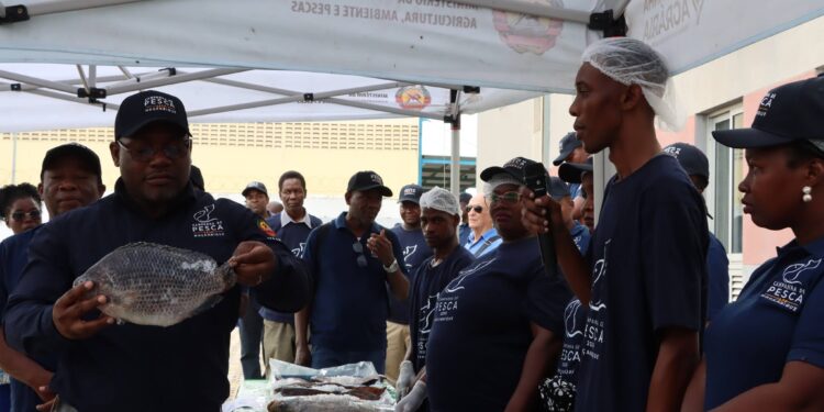 Produção de pescado deverá ultrapassar 549 mil toneladas na campanha de 2026