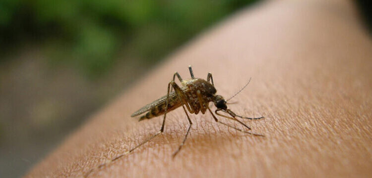 Malária ceifou quase 500 vidas no País em 2025