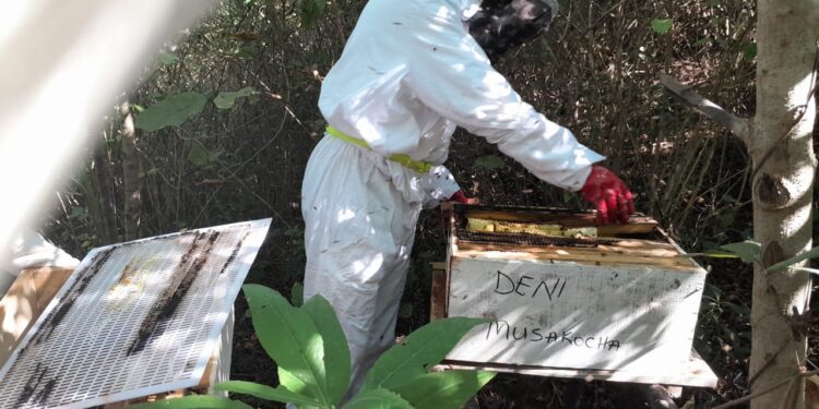 Para geração de renda: Cruz Vermelha potencia comunidades em técnicas de produção de mel em Manica