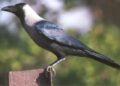 Corvo indiano ameaça biodiversidade e desafia autoridades moçambicanas