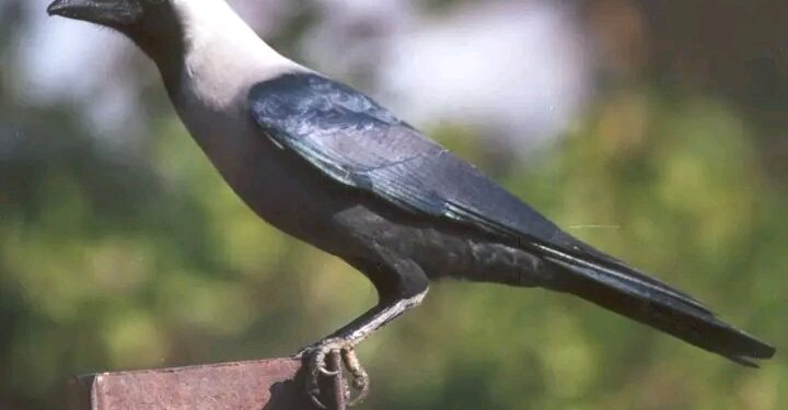 Corvo indiano ameaça biodiversidade e desafia autoridades moçambicanas