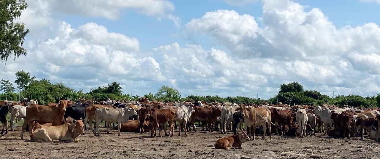 Criadores de gado bovino em Sofala recorrem a antibióticos de farmácias devido à escassez de vacinas