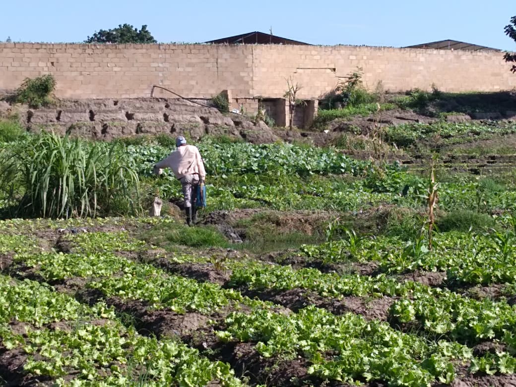 Agricultores acusam empresa Maxver de comprometer produção na Baixa do Infulene