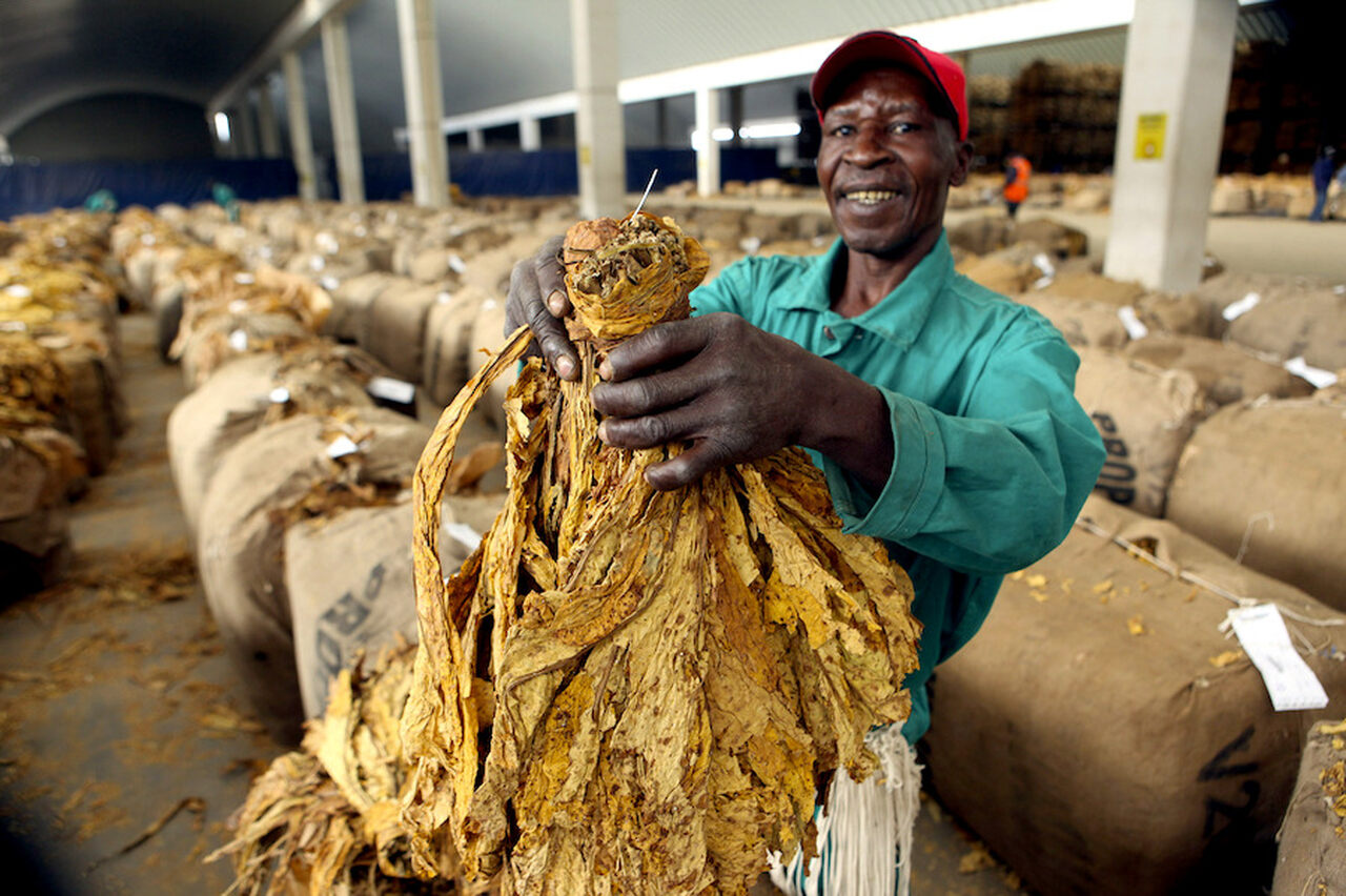 Exportação de tabaco crescem 16% em 2025 apesar de quebra na produção e saída de multinacionais