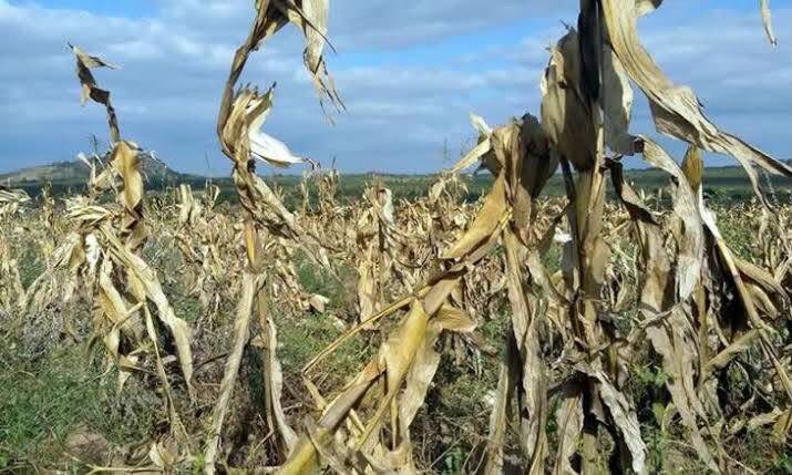 El Niño ameaça produção alimentar e põe adaptação agrícola à prova