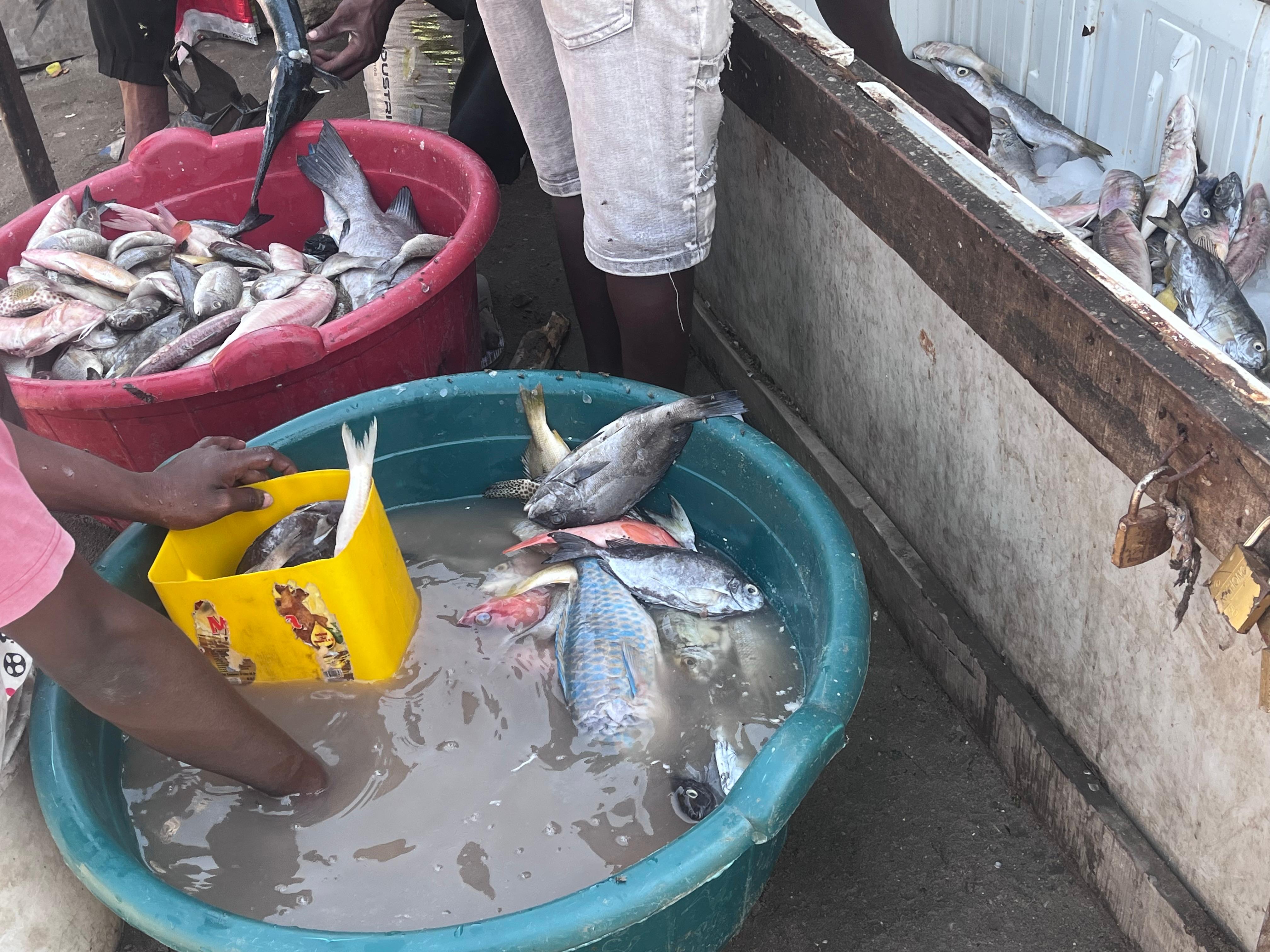 Falta de meios de conservação compromete a venda de pescado em Pemba