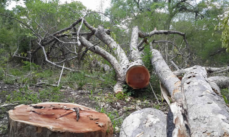 Novas regras expõem fragilidades e conflitos no sector florestal no país
