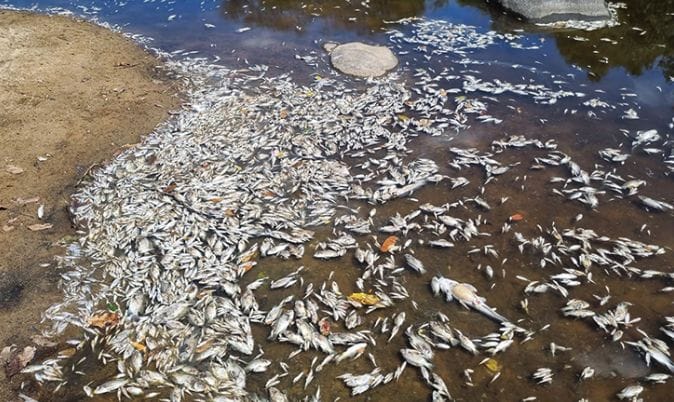 Milhares De Peixes Mortos E Vestígios De Substâncias Acendem Alerta Em Marrupa